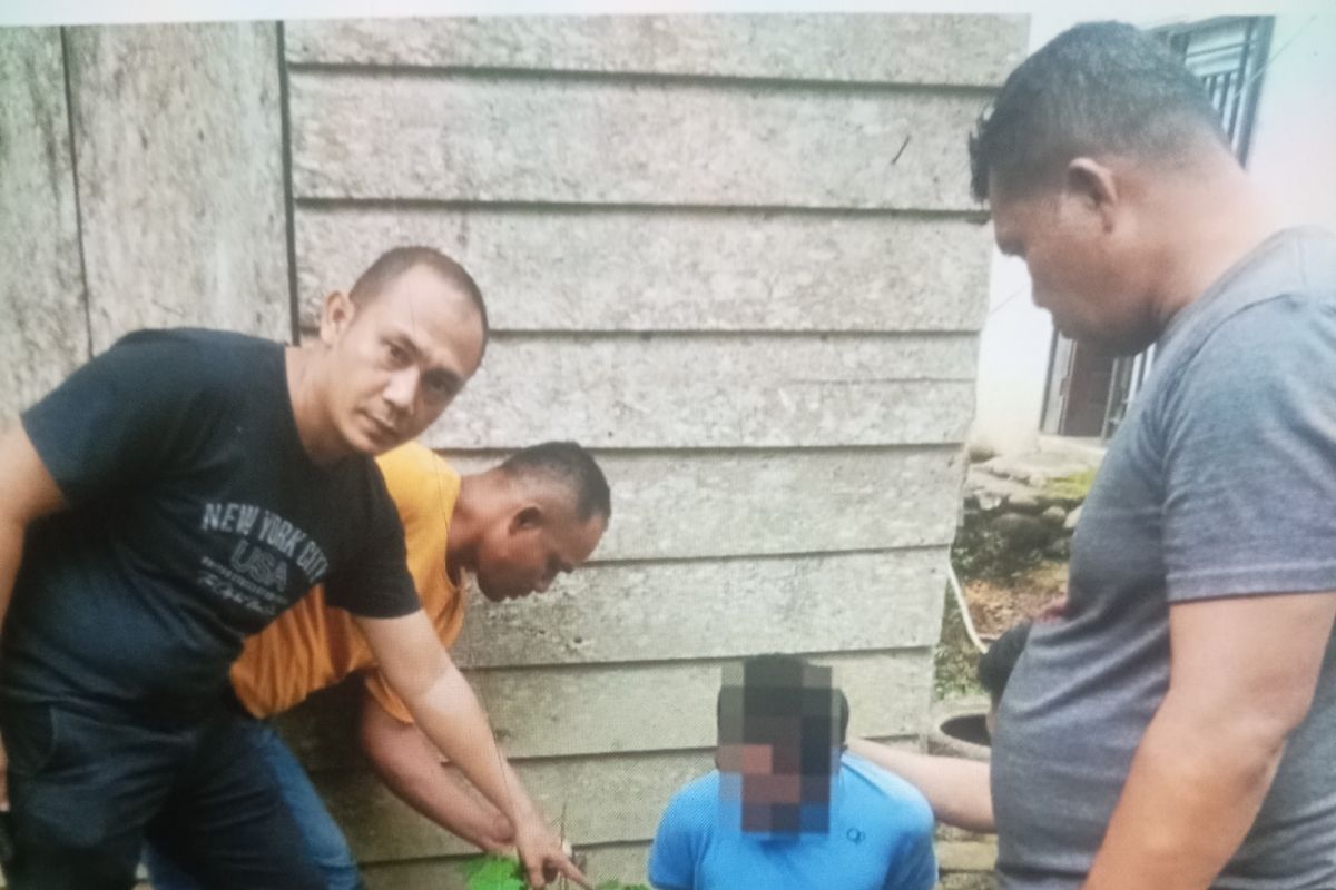 Polres Pasaman Barat tangkap pelaku tanam ganja di polibag