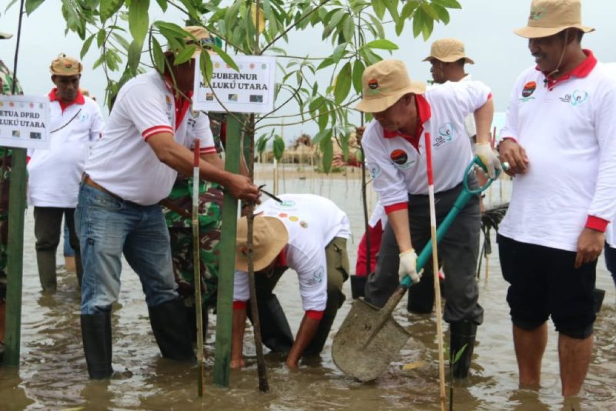 Jaga kelestarian pesisir, Tim lingkungan  PT. NHM tanam 1.000 bibit mangrove di Kao