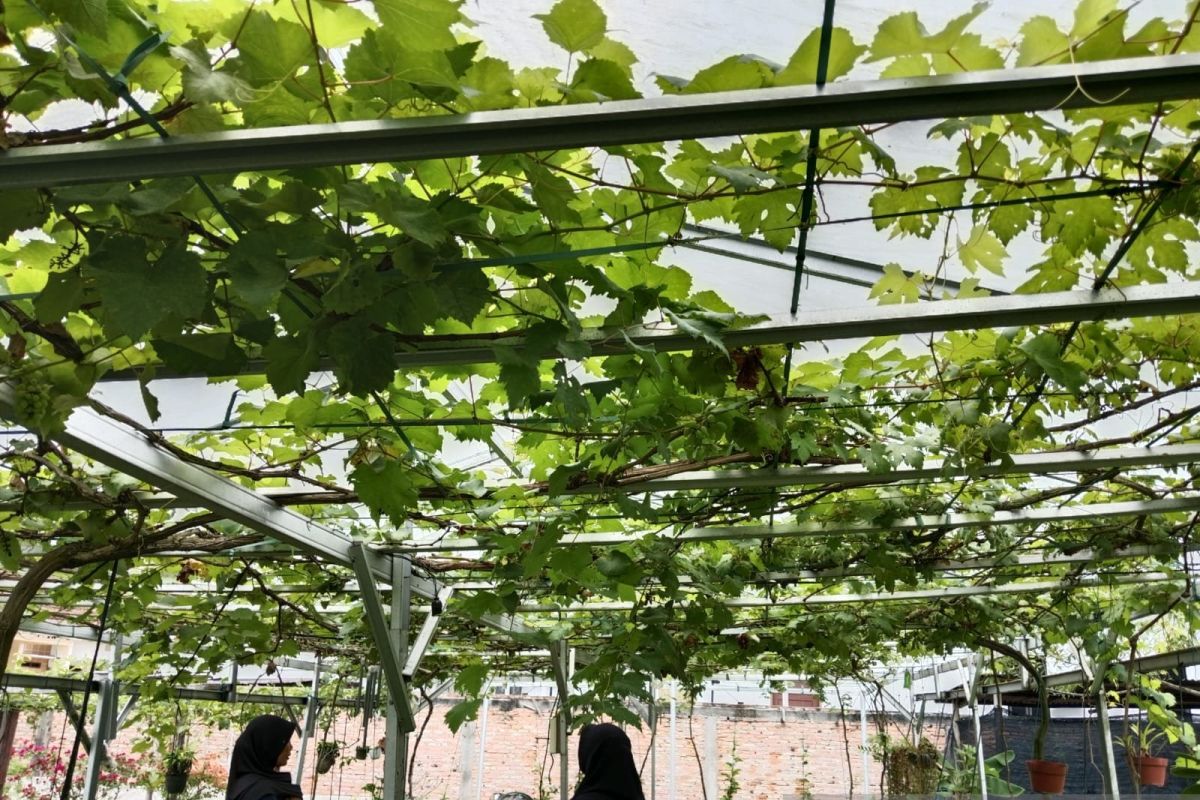 Budidaya anggur sebagai taman edukasi di Pekanbaru