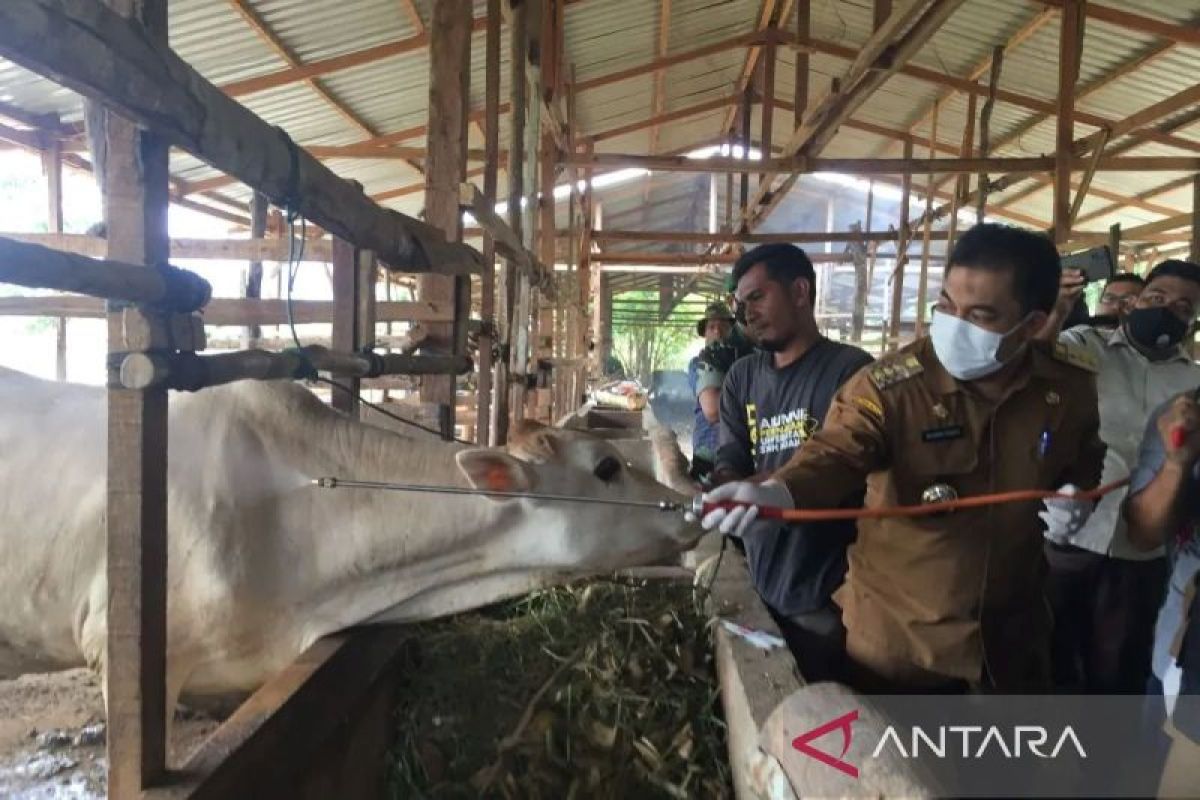 Aceh Besar komitmen tingkatkan produksi sapi