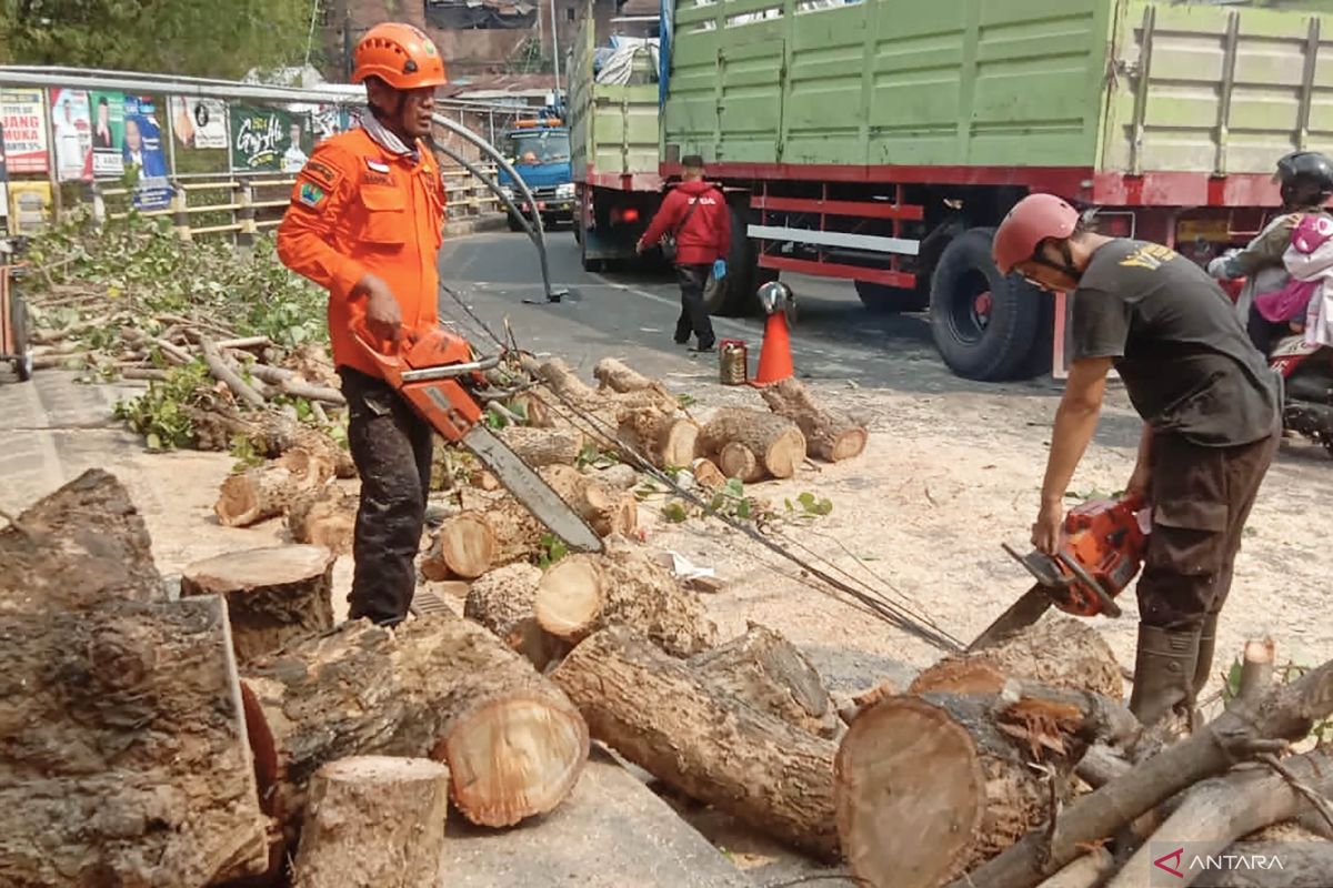 Pohon tumbang di Kota Malang sebabkan dua orang luka-luka