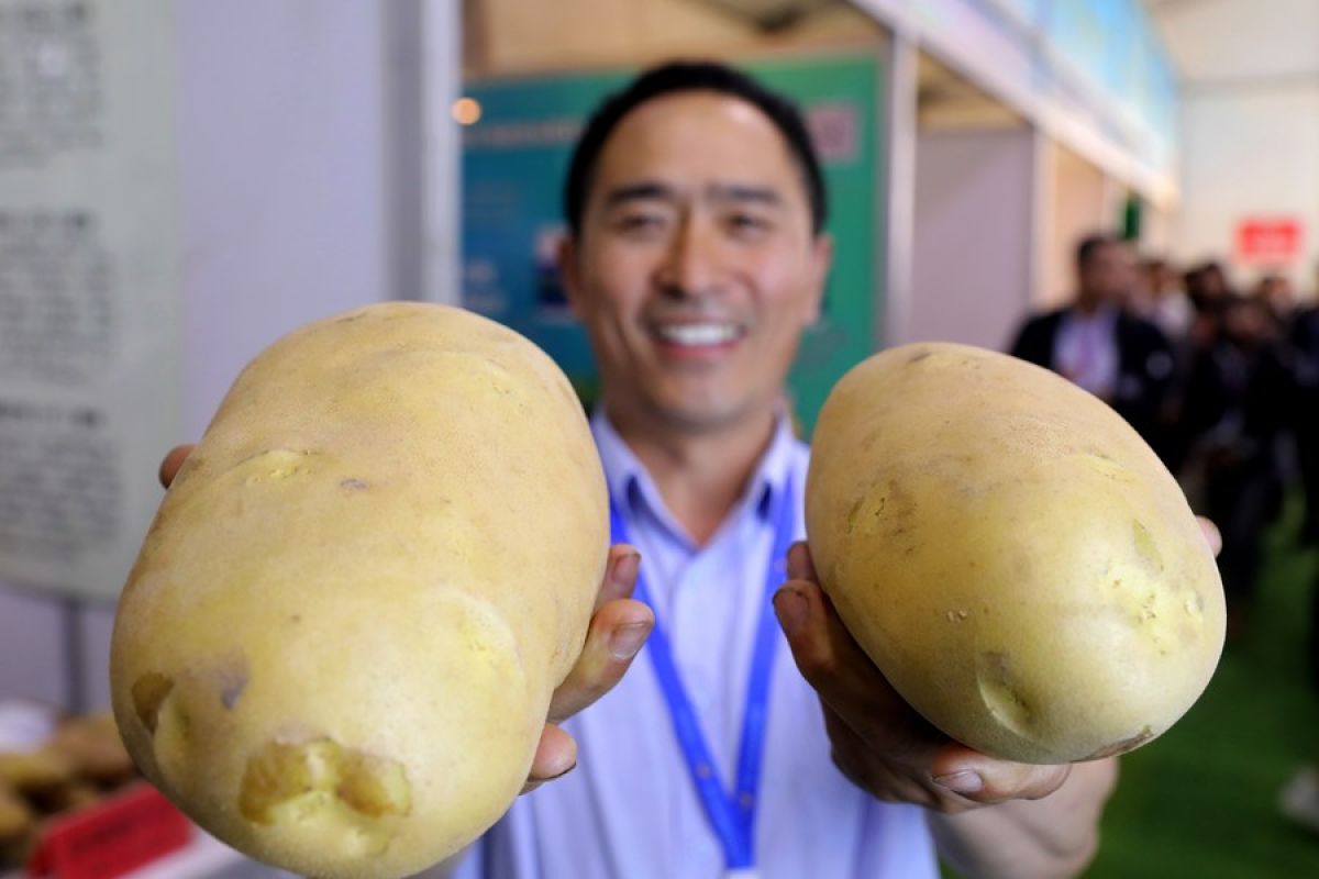 Potret pameran kentang China ke-13 yang digelar di Shandong