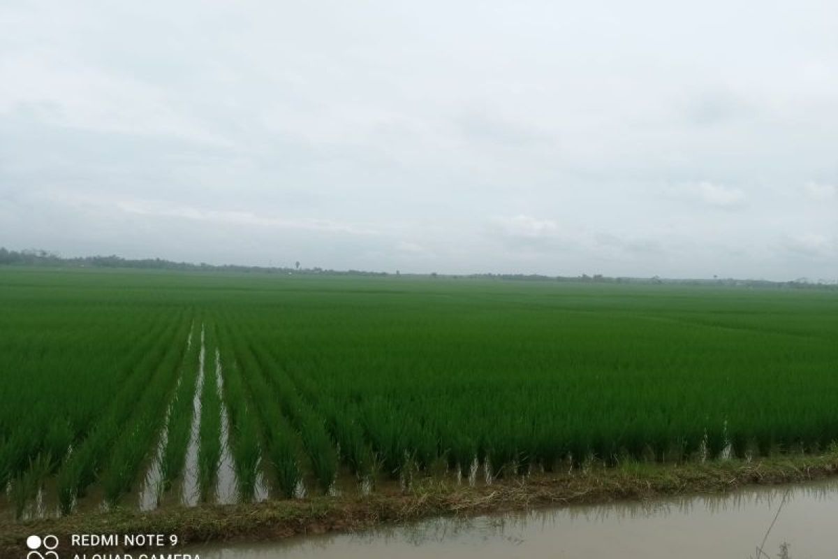 Hujan mulai turun, petani Lebak kembali tanam padi