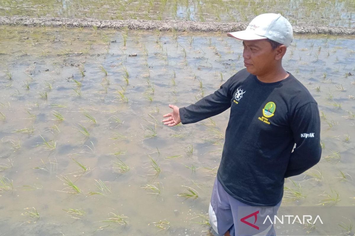 DKP3: Provitas padi Kota Cirebon 5 ton per hektare meski lahan sempit