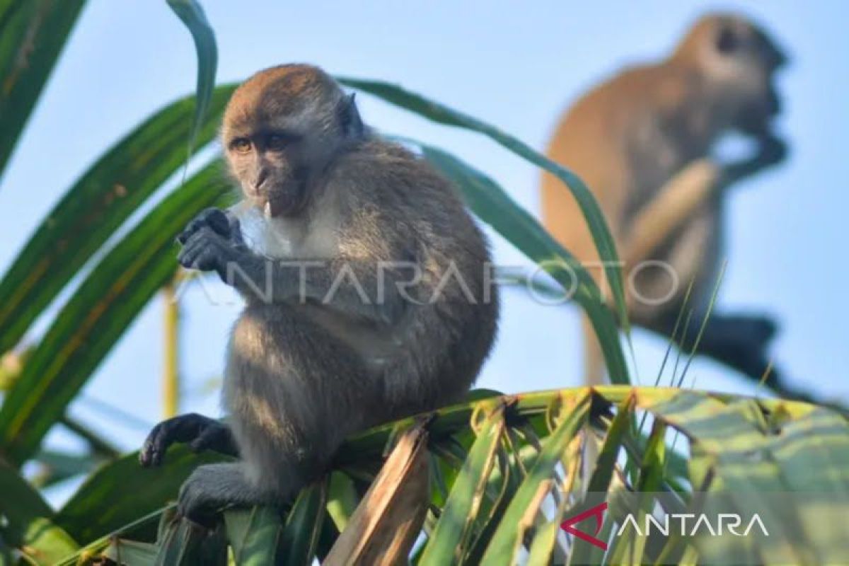 Yogyakarta bersama UPN kolaborasi lindungi habitat monyet ekor panjang