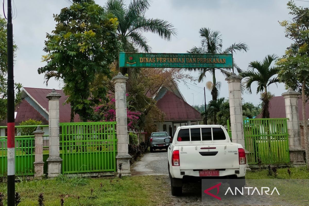 Distankan Rejang Lebong ajak petani budidayakan tanaman sawit