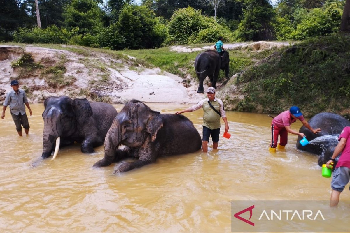SKK Migas dan PHR komitmen menjaga kelestarian Gajah Sumatera