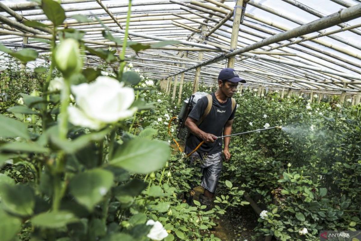 Masyarakat diimbau tanam pohon hias atasi polusi dan cuaca ekstrem