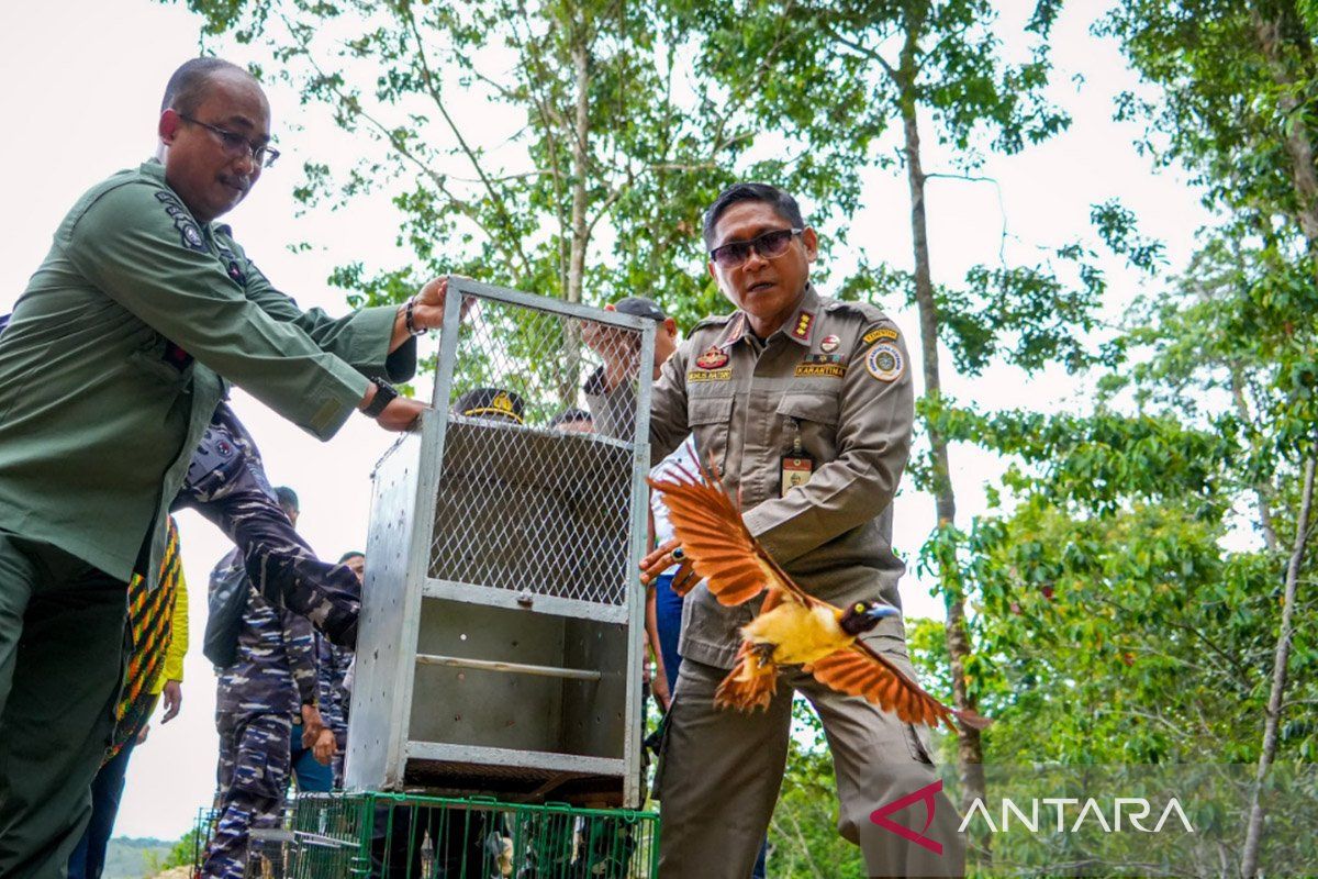 BBKSDA Papua lepasliarkan 29 satwa dilindungi di Cagar Alam Cycloop