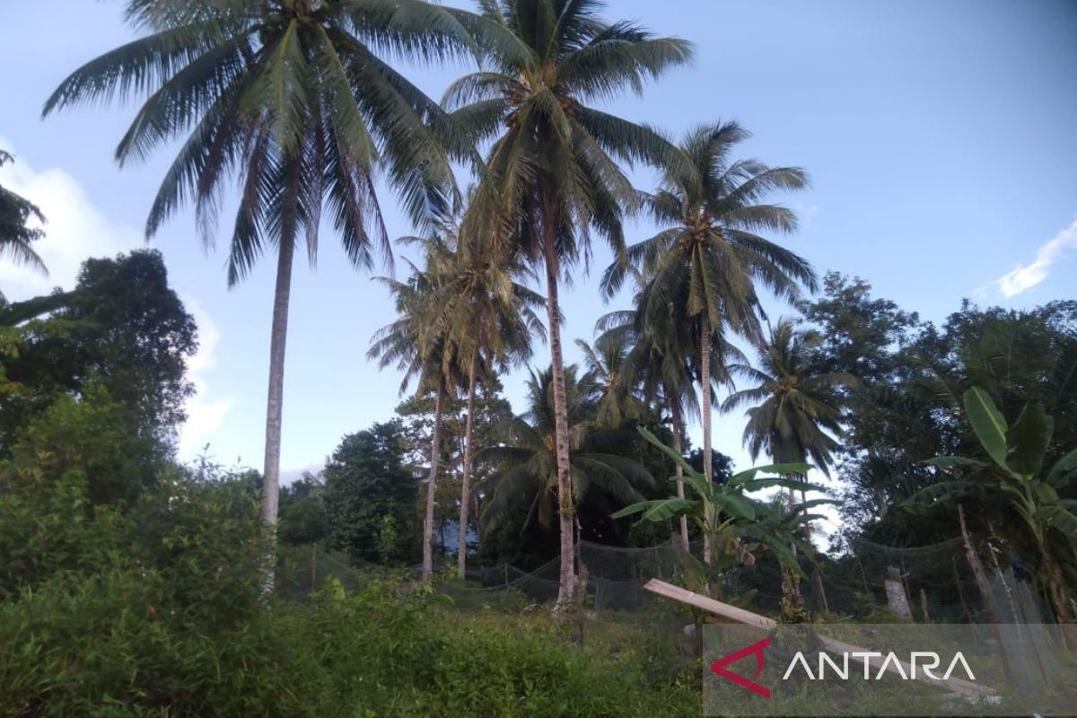 Pemkab Natuna jajaki kerja sama dengan BRIN tingkatkan produksi perkebunan