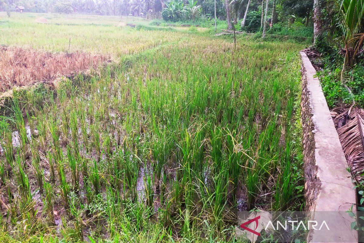 Puluhan hektar sawah di Madina diserang hama tikus