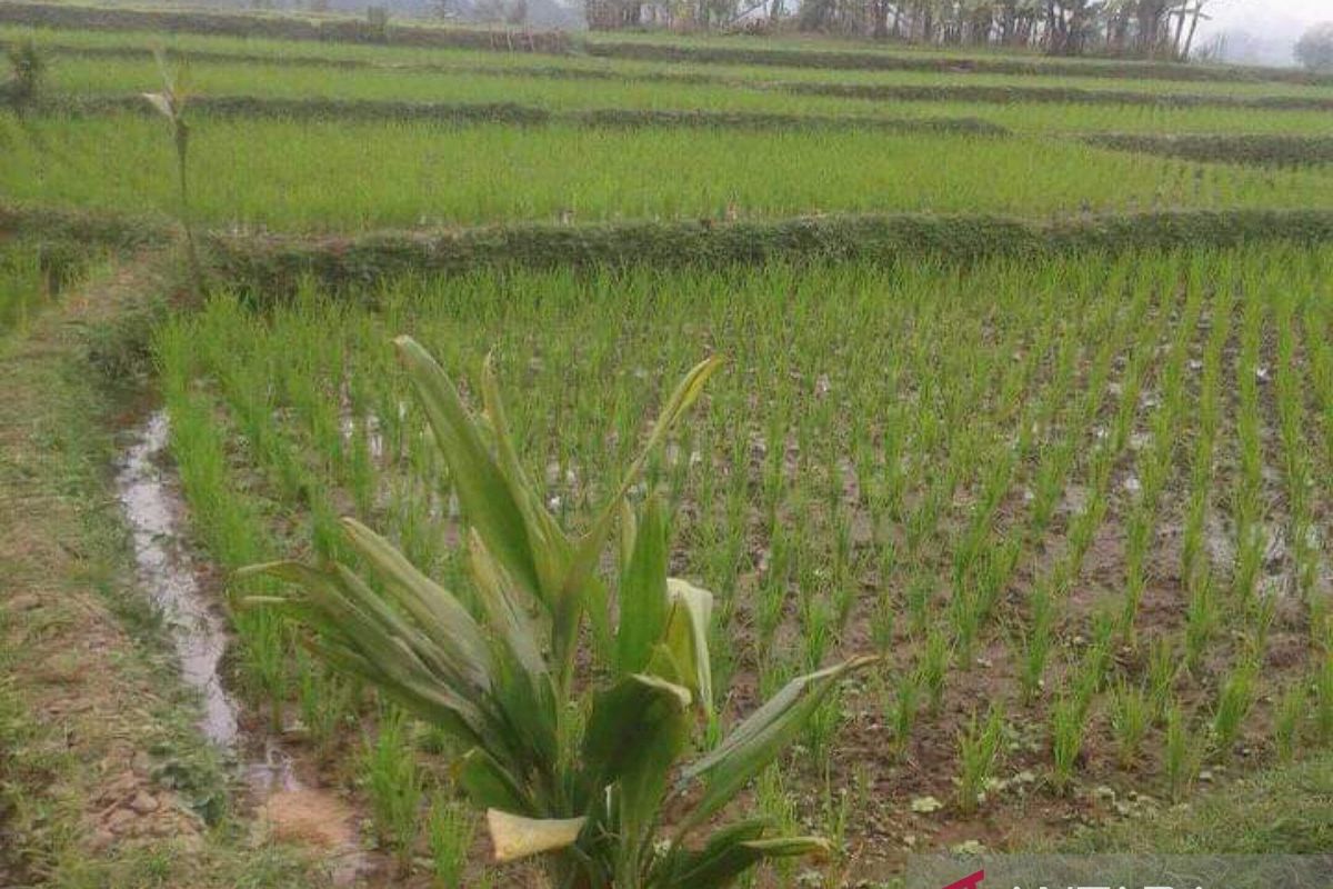 Memasuki musim hujan petani diminta percepat olah tanah dan tanam