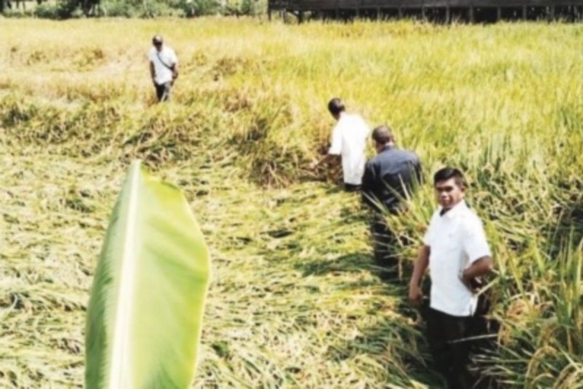 Long dry season becomes a blessing for farmers in HSU