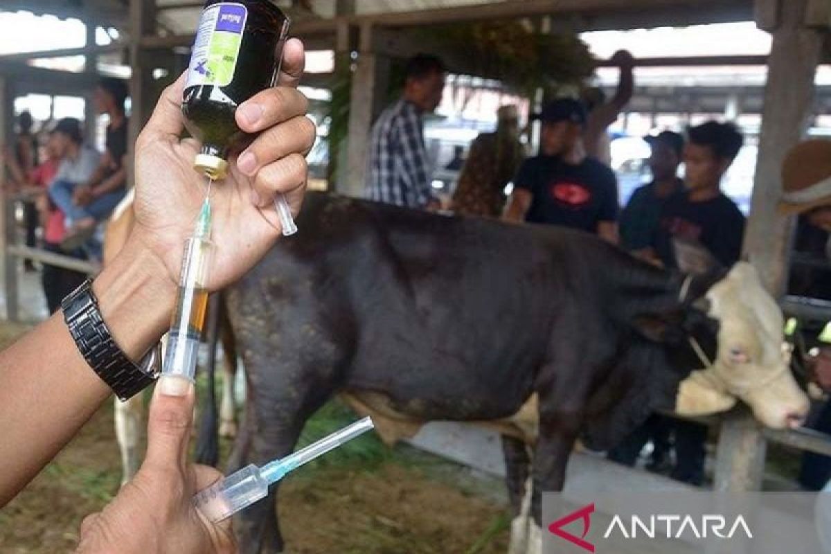 Sebanyak 2.000 ekor sapi masyarakat di Baubau dapat suntikan PMK