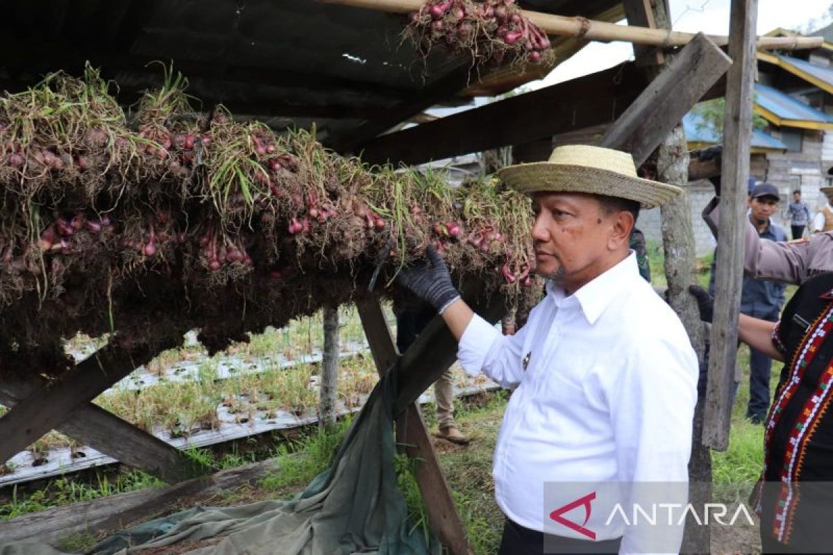 Panen bawang merah, Pj bupati harap dapat tekan inflasi di Aceh Tengah