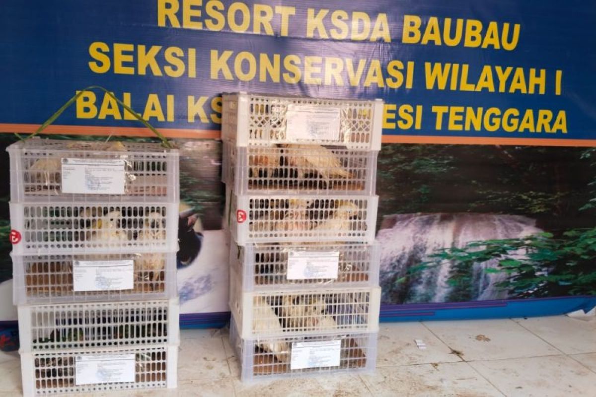 BKSDA Sulawesi Tenggara gagalkan penyelundupan burung endemik Maluku