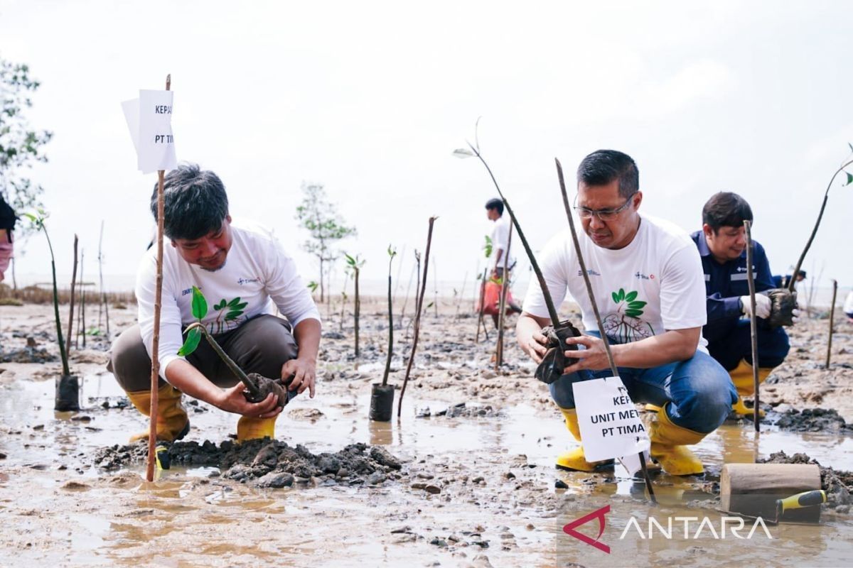 PT Timah bersama Polres Bangka Barat tanam 5.000 mangrove