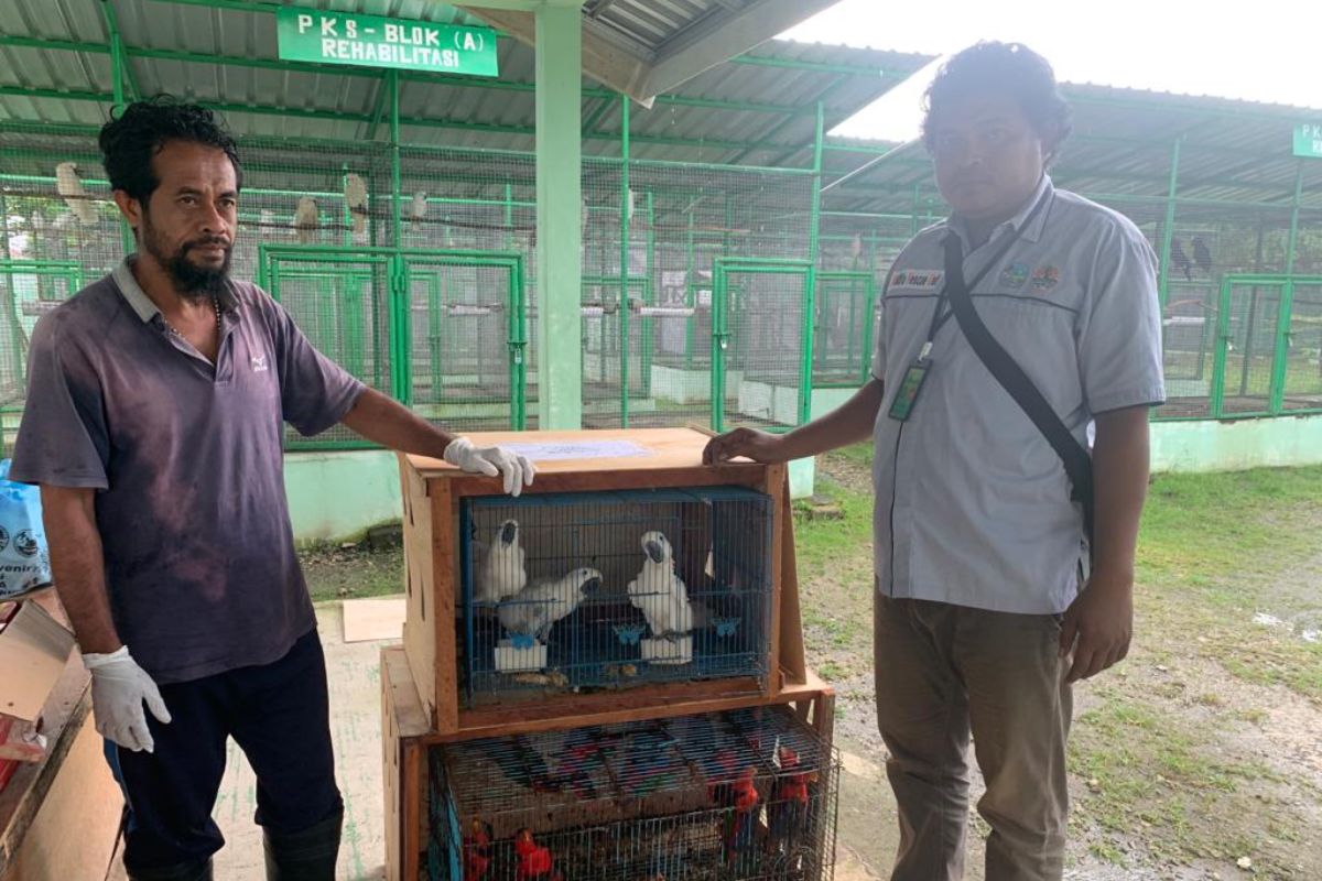 BKSDA Maluku terima penyerahan 36 satwa liar dari Saumlaki