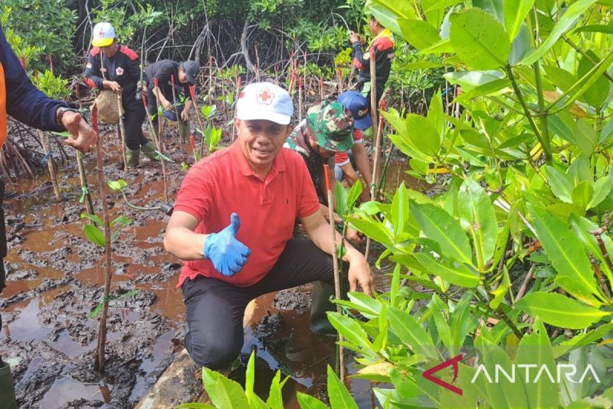 PMI Jayapura tanam 300 mangrove jaga lestarikan alam Teluk Youtefa