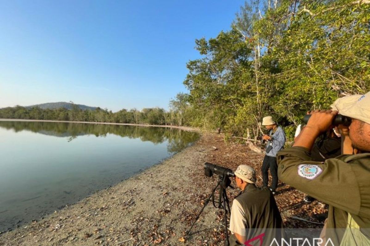 Burung air belahan bumi utara bermigrasi di Cagar Alam Panua