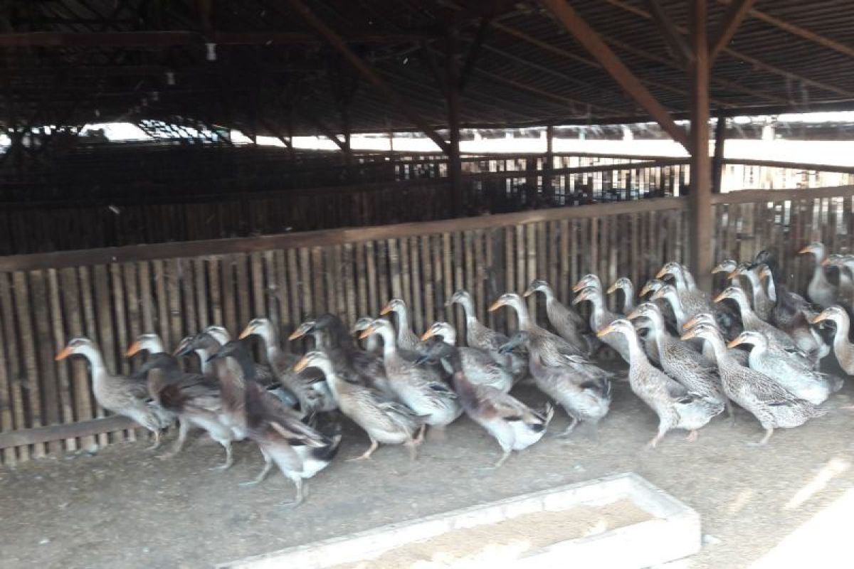 Pengembangan peternakan bebek di Wonosari menambah pendapatan warga sekitar