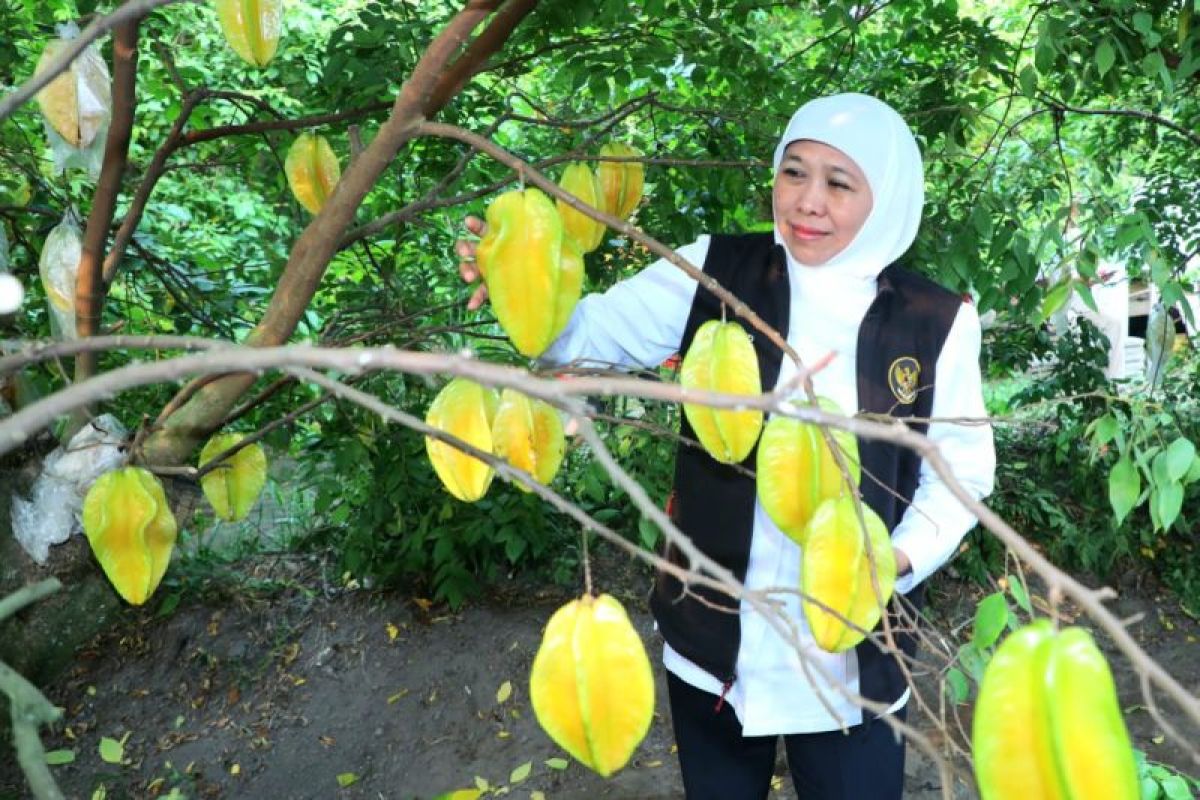 Gubernur Khofifah apresiasi agrowisata petik buah belimbing Blitar destinasi andalan