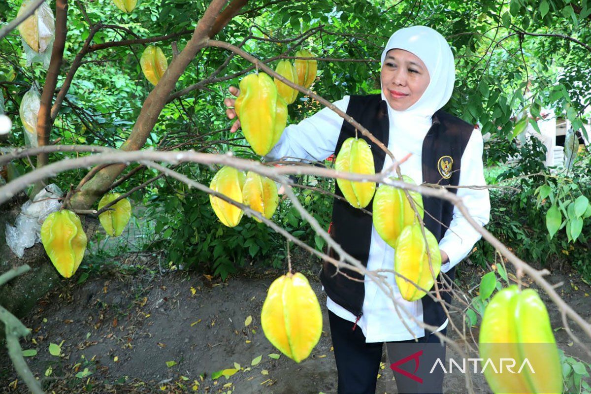 Gubernur apresiasi agrowisata belimbing Blitar jadi destinasi andalan