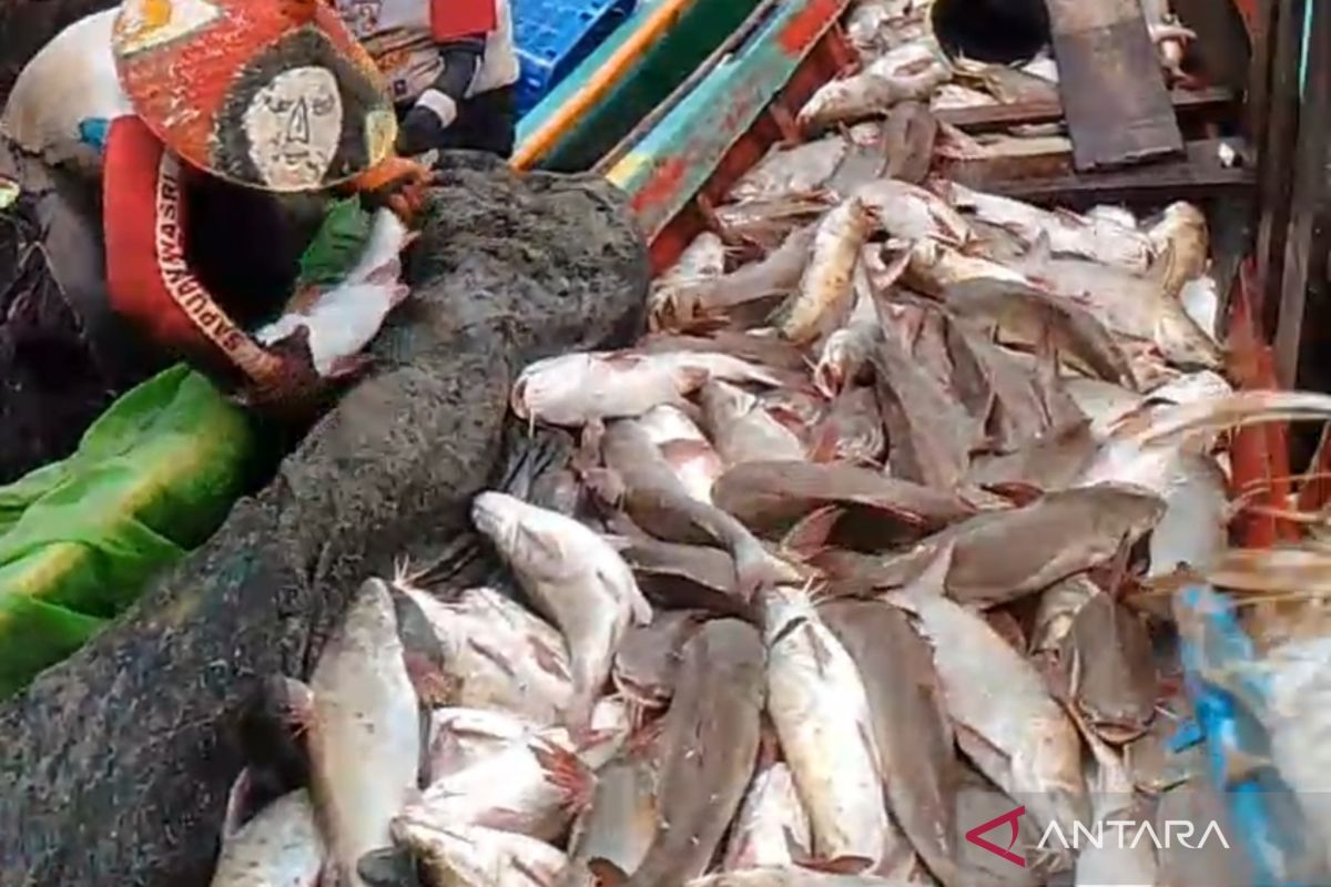 Dinas Perikanan sebut nelayan Mukomuko sedang panen ikan