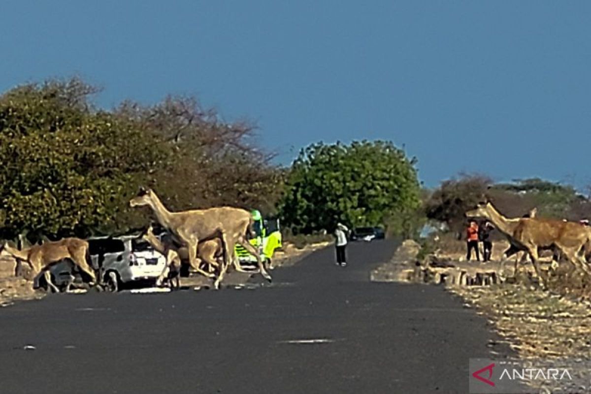 Jumlah wisman Taman Nasional Baluran meningkat