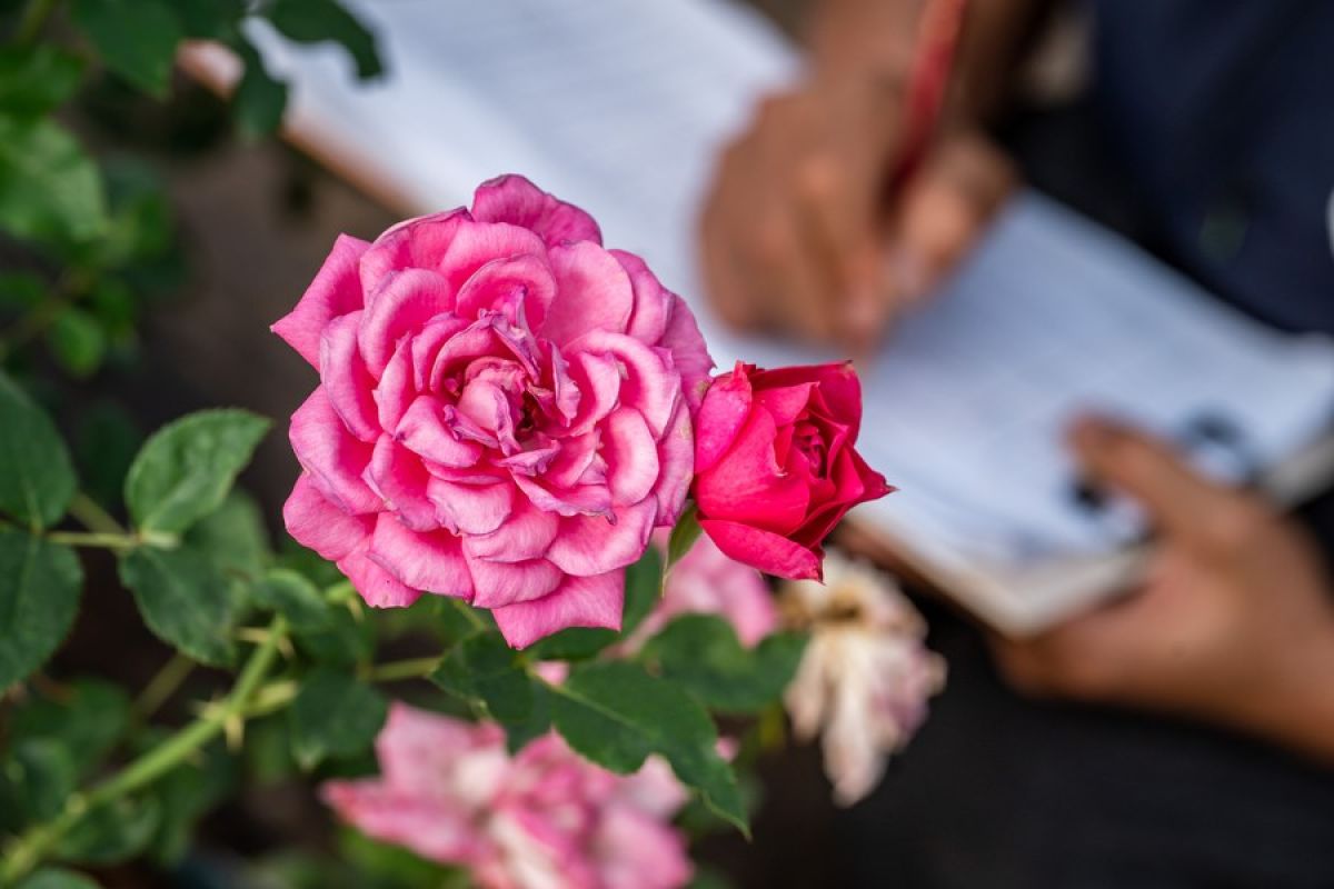 Bunga mawar hasil budi daya di luar angkasa bermekaran di Yunnan