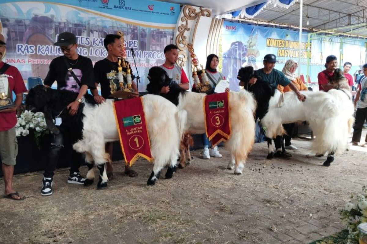 Dinas Pertanian Kulon Progo gelar kontes kambing