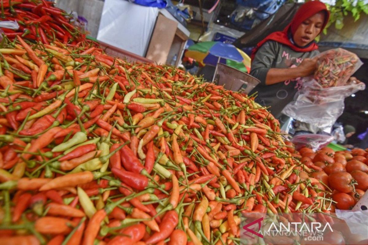 Hargai cabai di NTB tembus Rp65 ribu per kilogarm