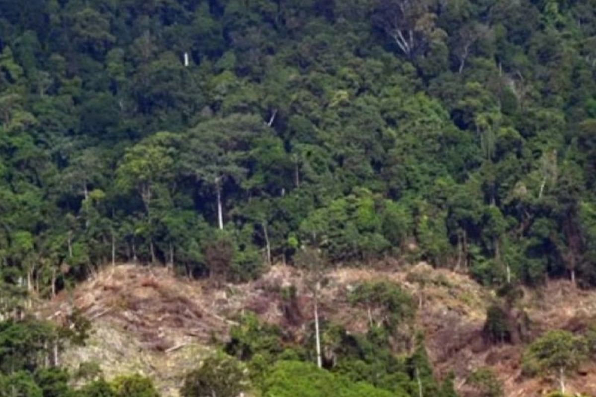 DLH Mukomuko Bengkulu kecam aksi perambahan hutan oleh oknum DPRD