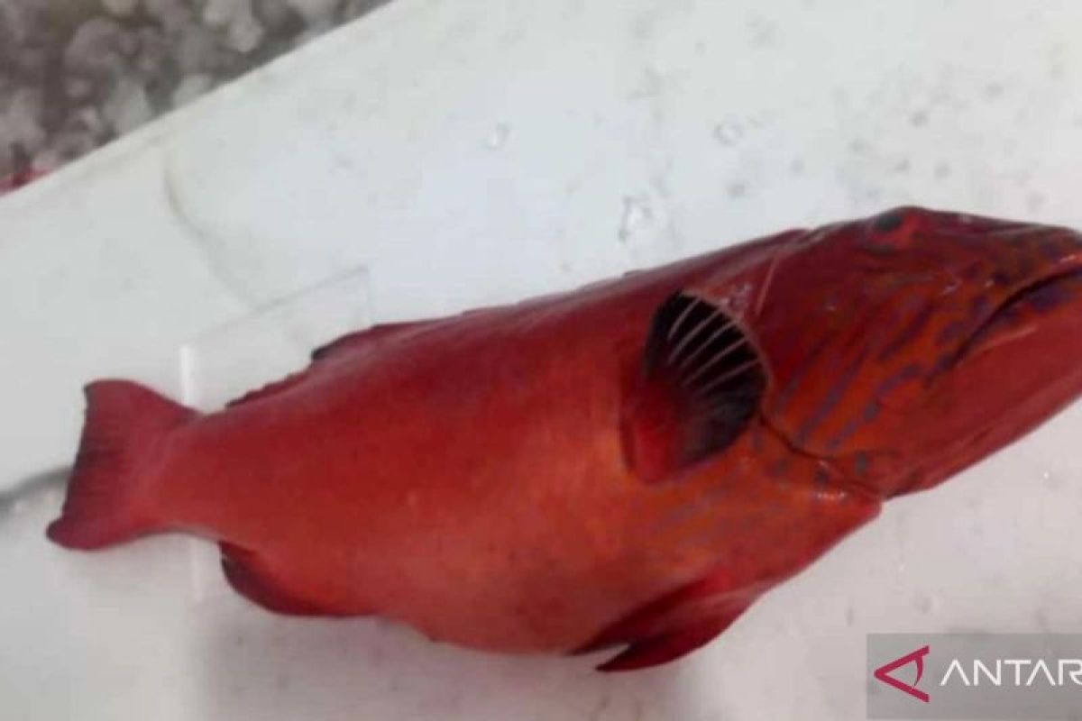 DPRD Gorontalo Utara dukung ekspor komoditi ikan kerapu Sunu