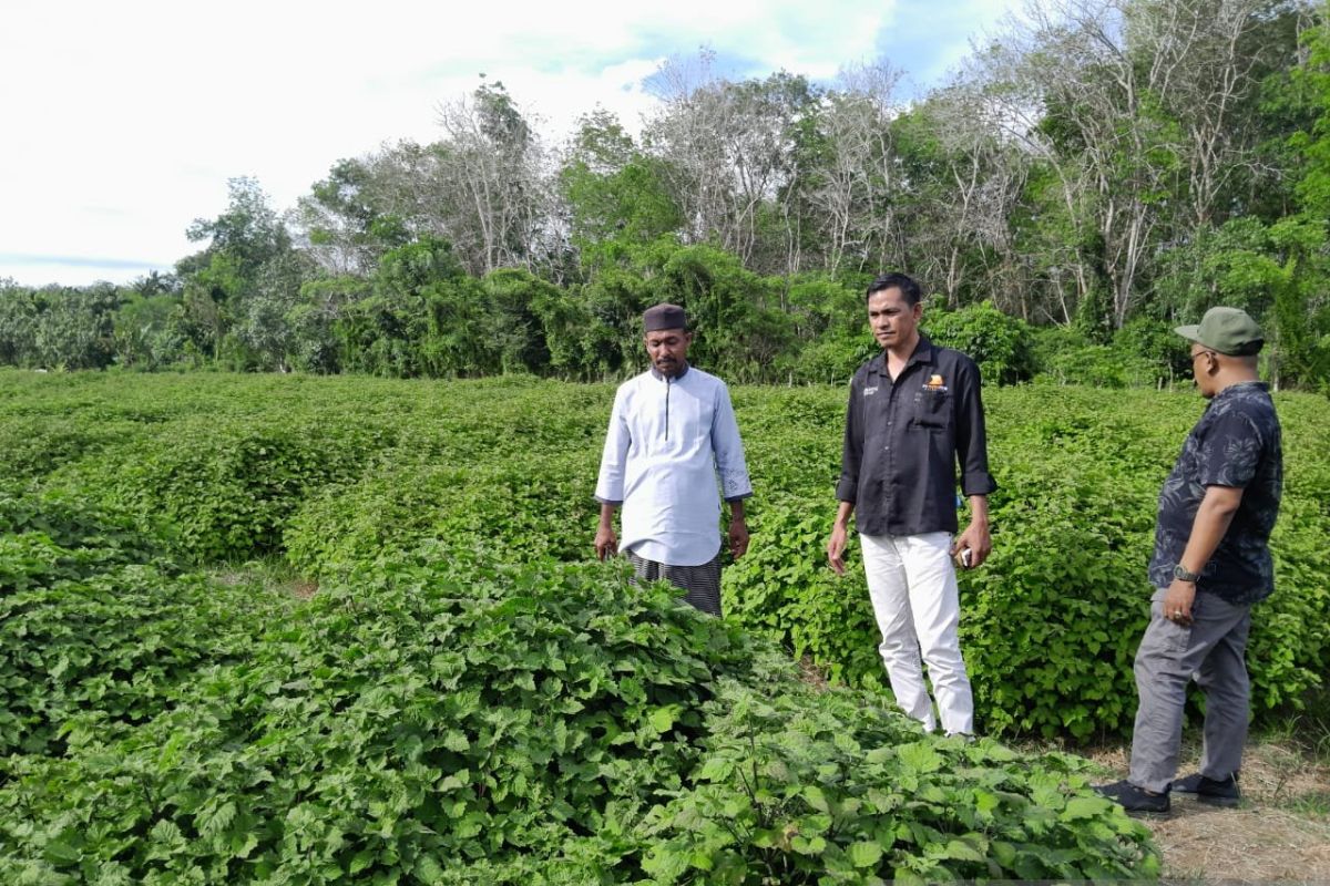 Cuan, harga minyak nilam di Aceh Jaya capai Rp700 ribu per kilogram