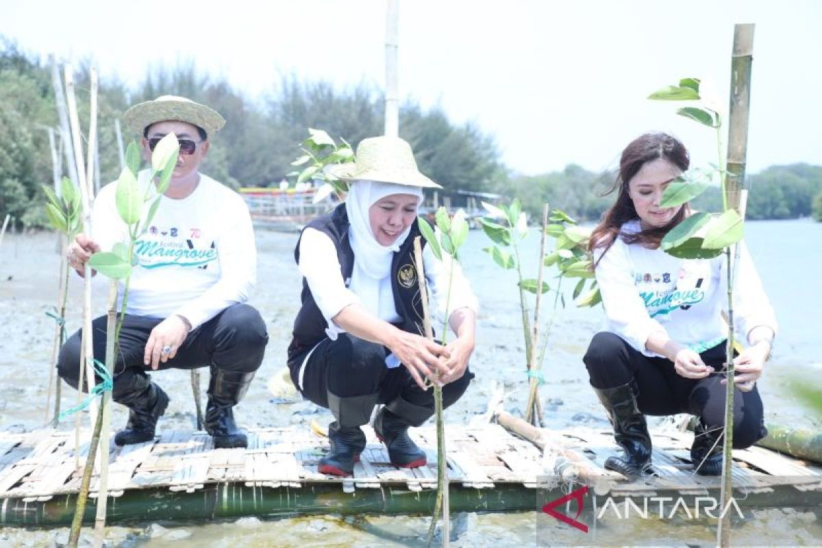 Gubernur Khofifah masifkan penguatan ekosistem mangrove