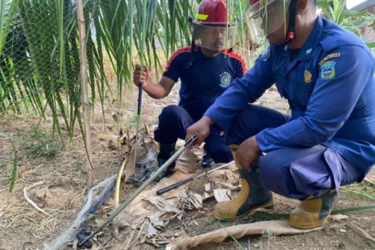 Ular kobra sembur seorang pelajar SMP di Pacitan