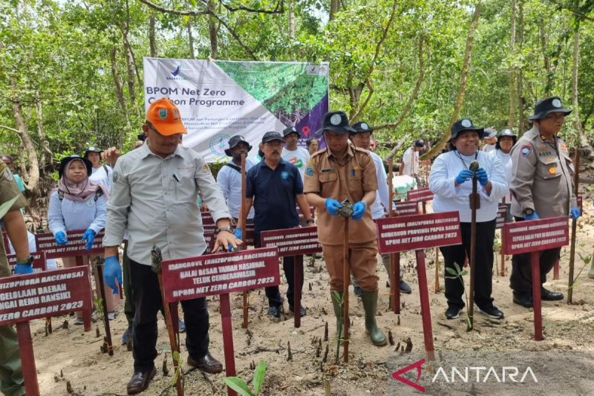 BPOM Manokwari tanam 500 bibit mangrove wujudkan netralitas karbon