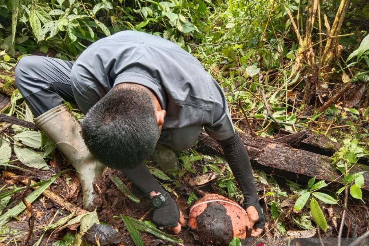 13 individu bunga rafflesia gagal mekar sempurna di kawasan Danau Maninjau