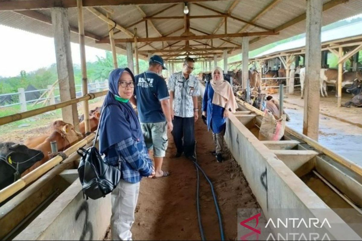 Asahan Sumut menerapkan program penyediaan pakan berkualitas untuk ternak