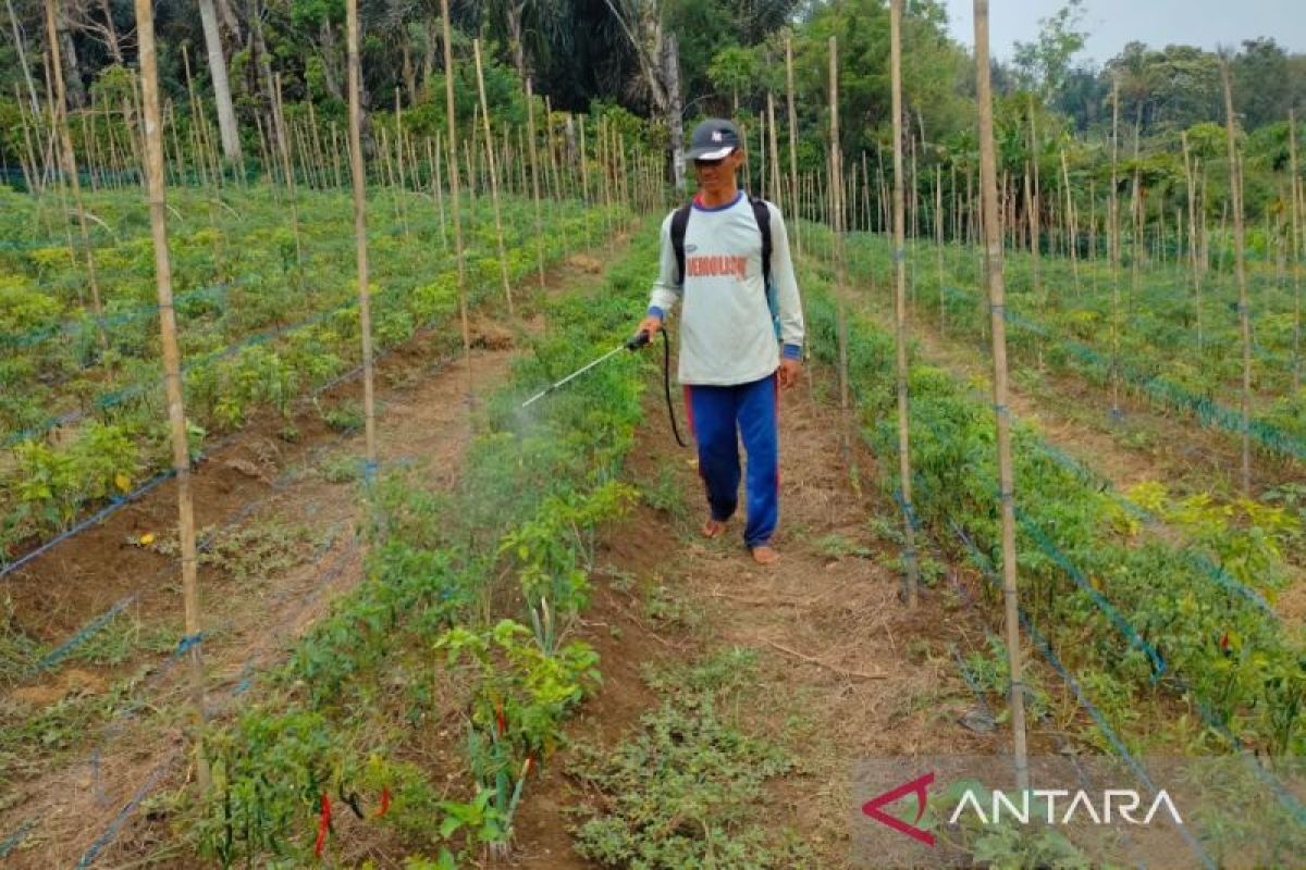 Harga jual cabai ditingkat petani di Rejang Lebong alami kenaikan