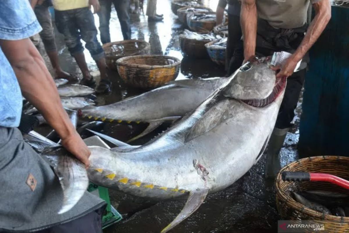 DKP DIY optimistis target produksi ikan tangkap tahun 2023 tercapai