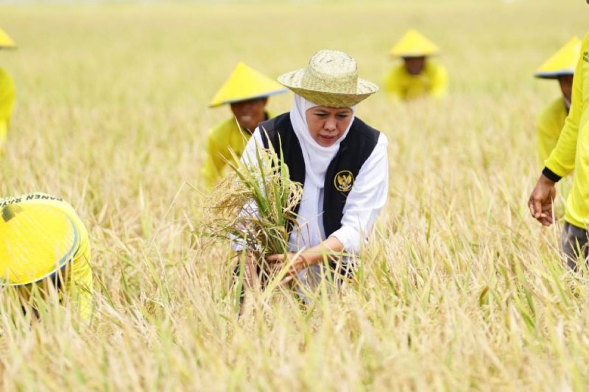 Jatim mengukuhkan posisi sebagai lumbung pangan nasional