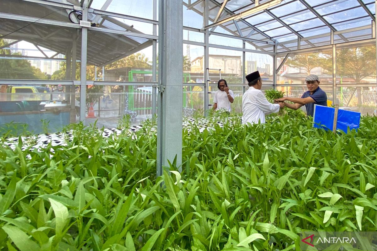 Warga Kebon Kosong ubah penampungan sampah jadi lahan hidroponik