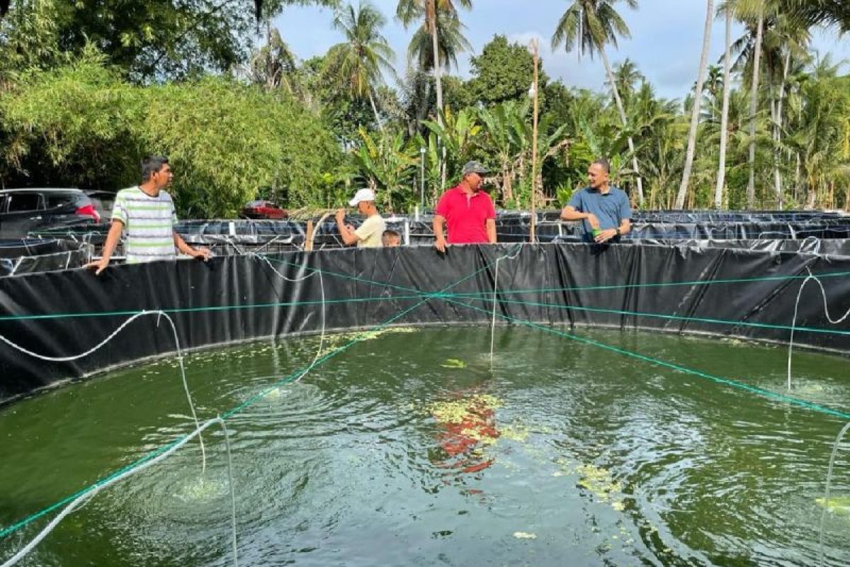 Budidaya ikan sistem bioflok di Jangka Bireuen berhasil panen 1 ton lele