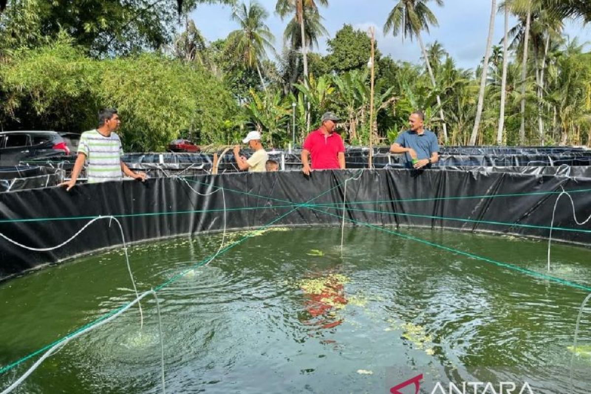 Budidaya sistem bioflok di Bireuen hasilkan 1 ton lebih ikan tawar