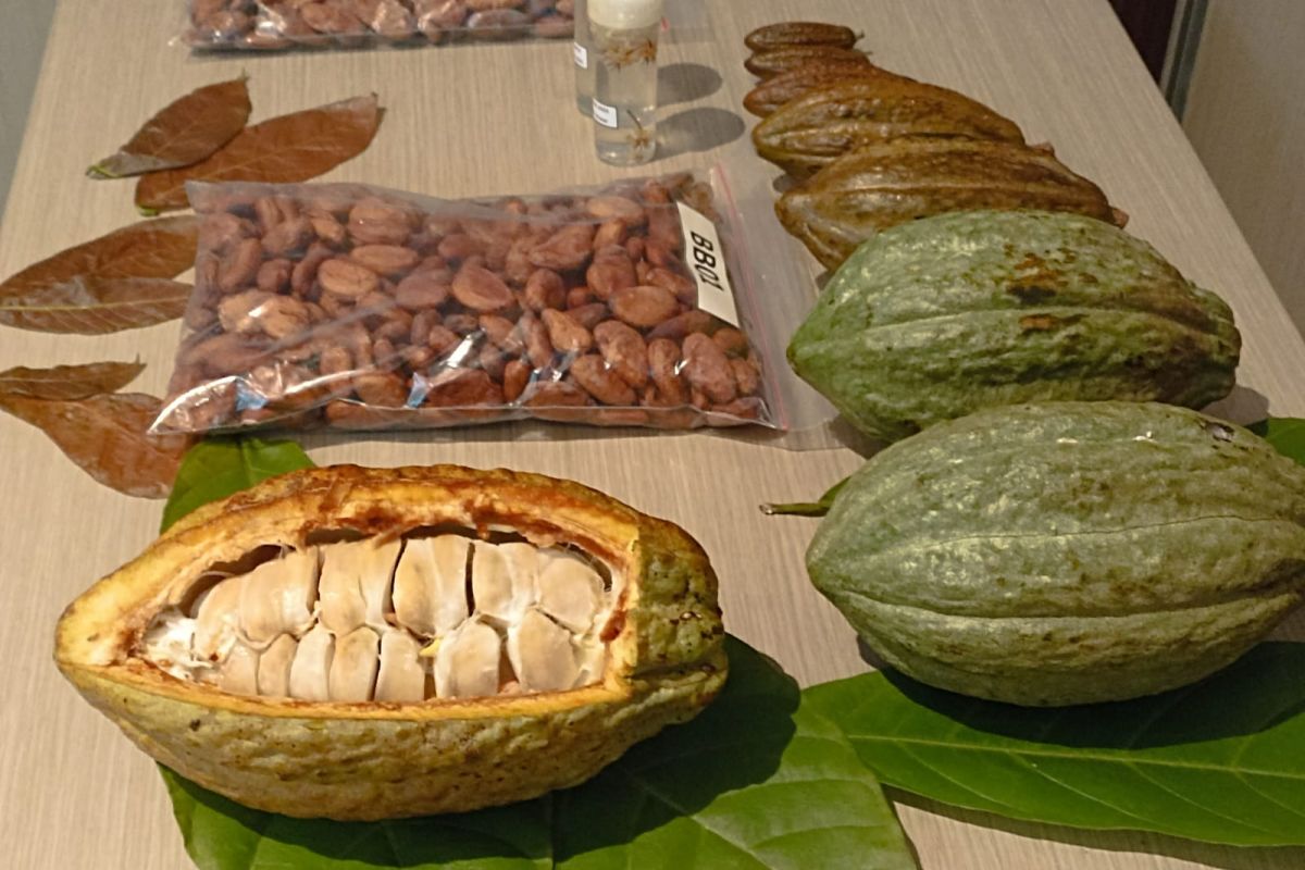 BRIN rilis 4 varietas baru pinang hingga kakao, bantu dongkrak ekspor