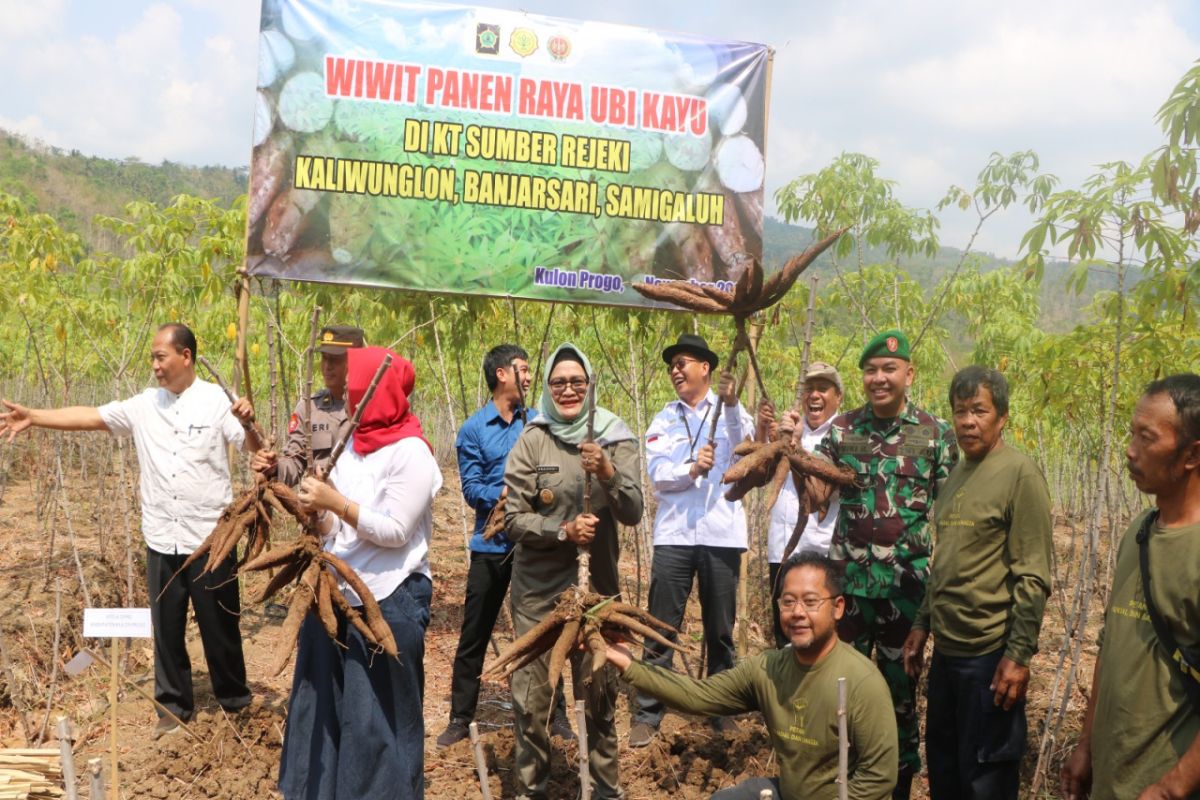 Petani Kulon Progo panen raya ubi kayu seluas 16 hektare