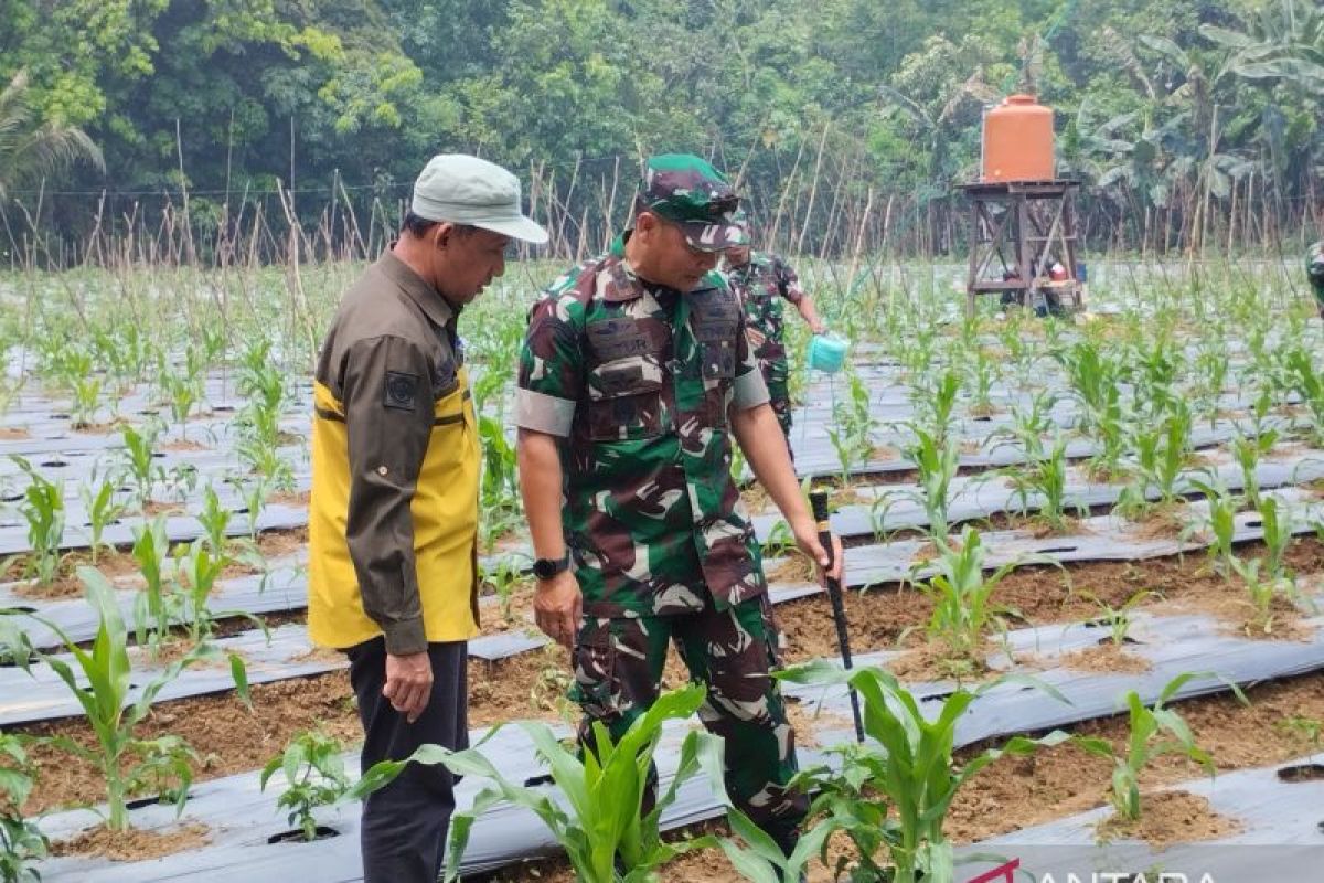 Kodim 1008/Tabalong berikan pendampingan program pengembangan tanaman hortikultura
