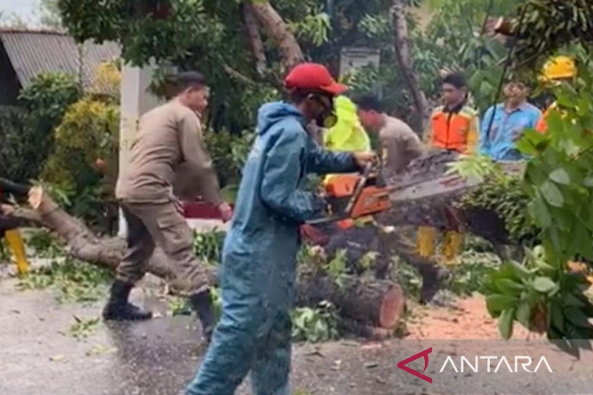 BPBD Bogor: Pohon tumbang timpa pengendara motor di Cariu